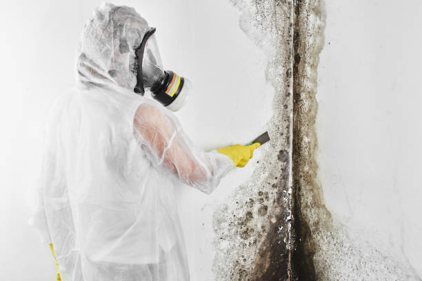 Why You Should Choose Our Mold Remediation Services in Telford, TN